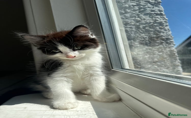 British Longhair cats - Advert 1