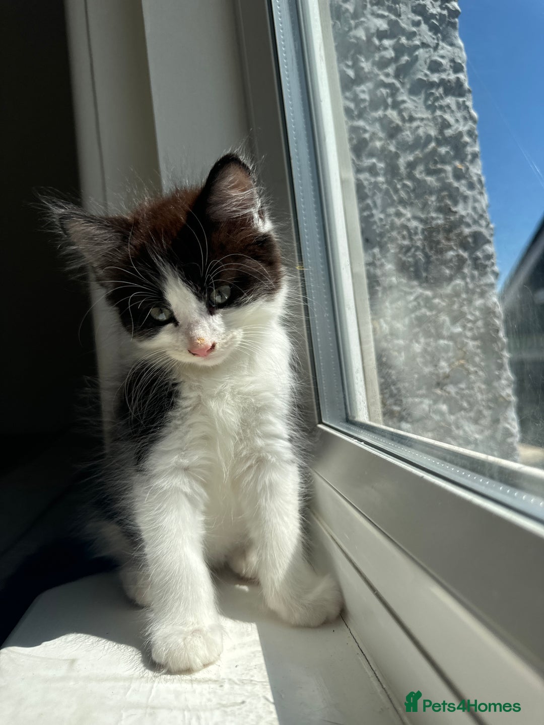 British Longhair cats for sale: Male black and white long hair kitten  - Image 1