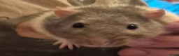 Rat rodents for sale: Male and Female Adult Rats in South Brent - Advert 5