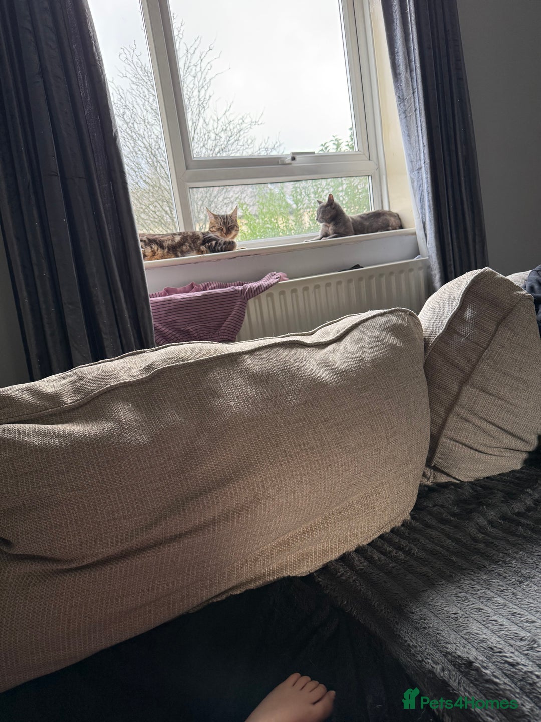 Chartreux cats for sale: Skye  - Advert 1