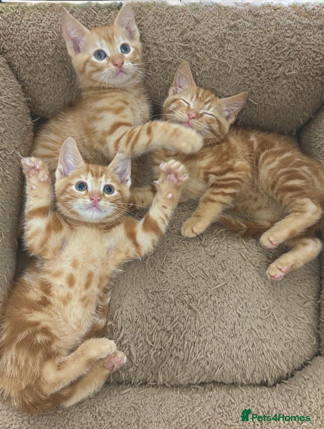 Mixed Breed cats for sale: LOVELY KITTENS  - Advert 17