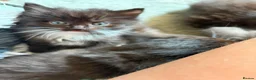 Mixed Breed cats for sale: Ragdoll cross kittens in Totnes - Advert 5