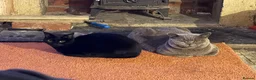 British Shorthair cats for sale: Bonded British Shorthair & Domestic Shorthair in Houghton le Spring - Advert 13