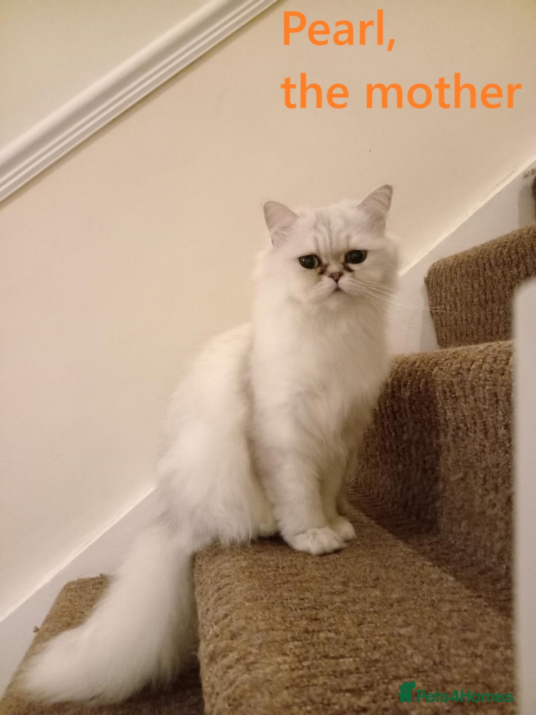 Persian cats for sale: Two Exquisite Persian Chinchilla Doll Face Kittens - Advert 14