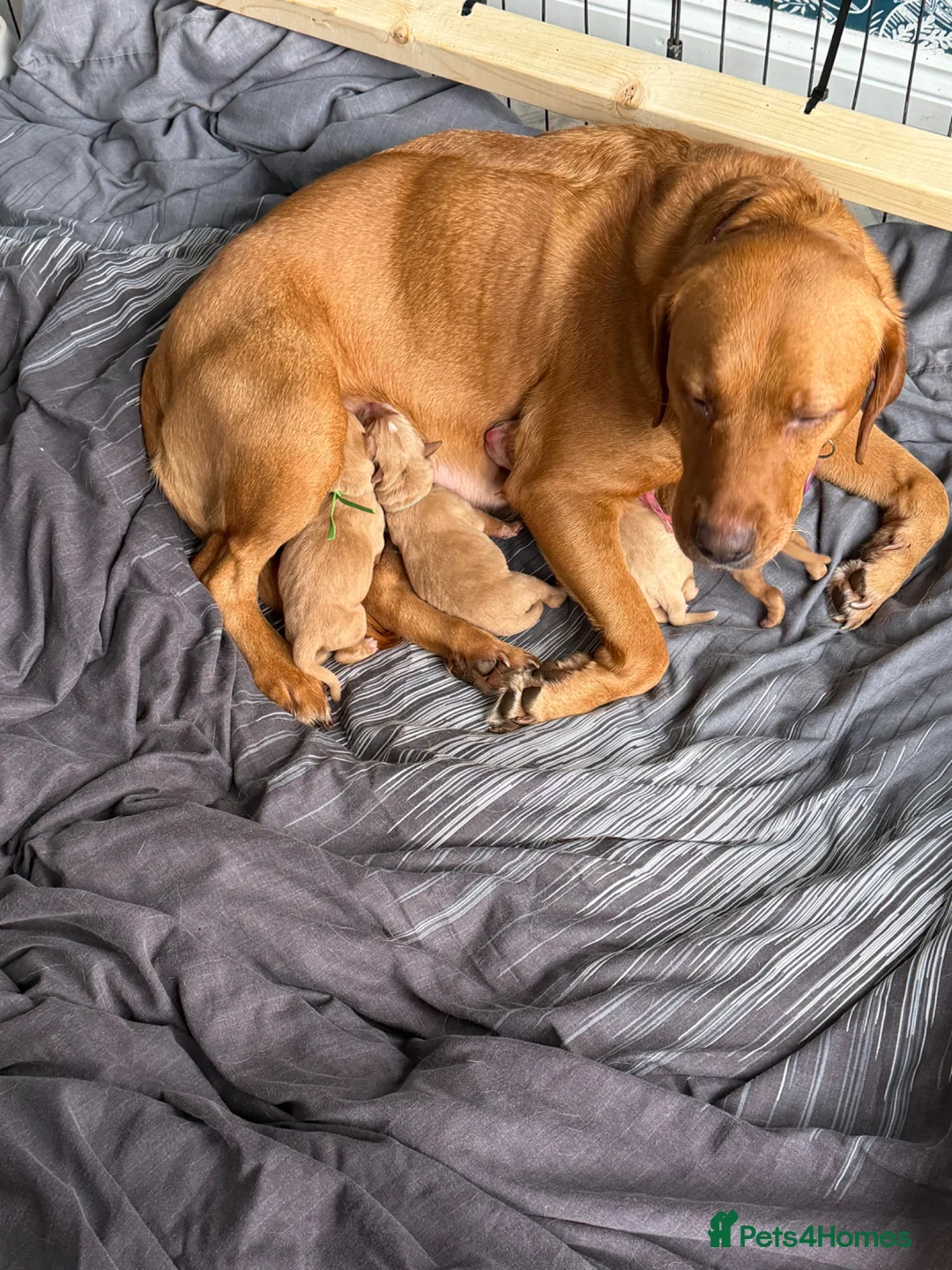 Labrador Retriever dogs for sale: Beautiful KC Registered yellow/fox read labs - Advert 1