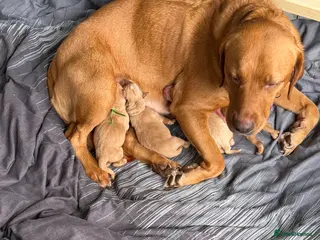 Labrador Retriever dogs Beautiful KC Registered yellow/fox read labs - Advert 13