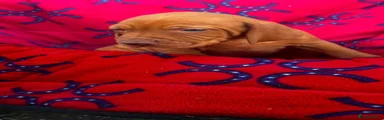Hungarian Vizsla 5