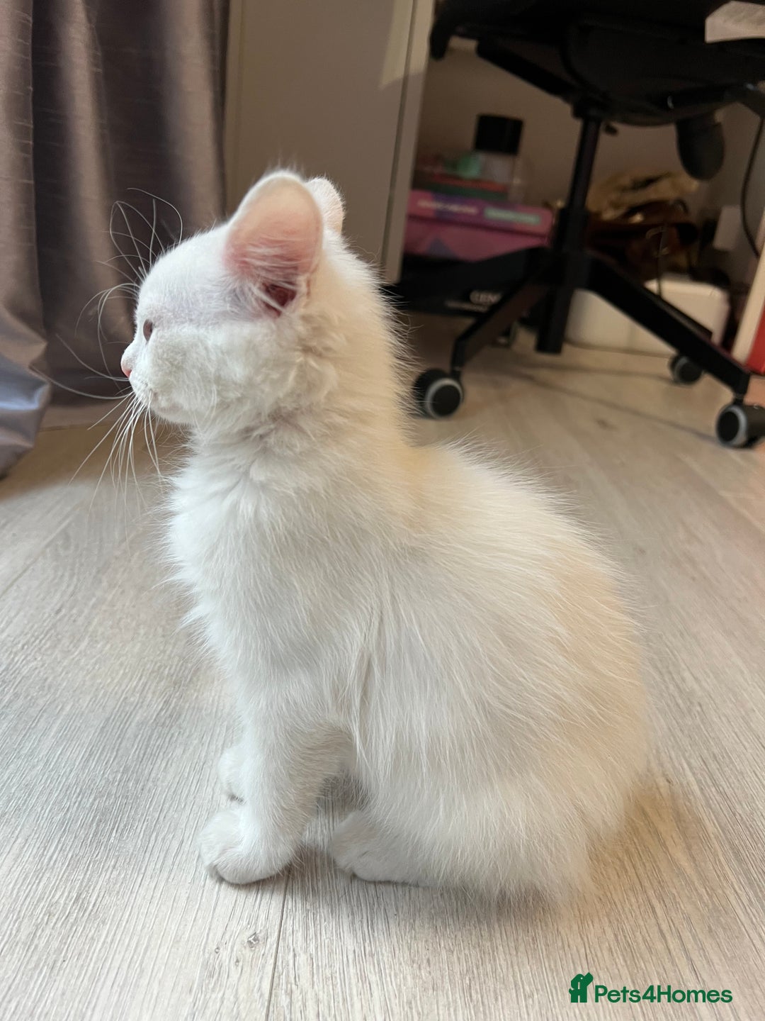 Turkish Angora cats for sale: cute white kittens - Image 5
