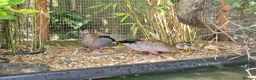Ducks poultry for sale: Friendly Ringed Teal Ducklings - Advert 3
