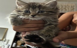 Mixed Breed cats for sale: 1ginger boy beautiful kitten left£150 uno  in London - Image 13