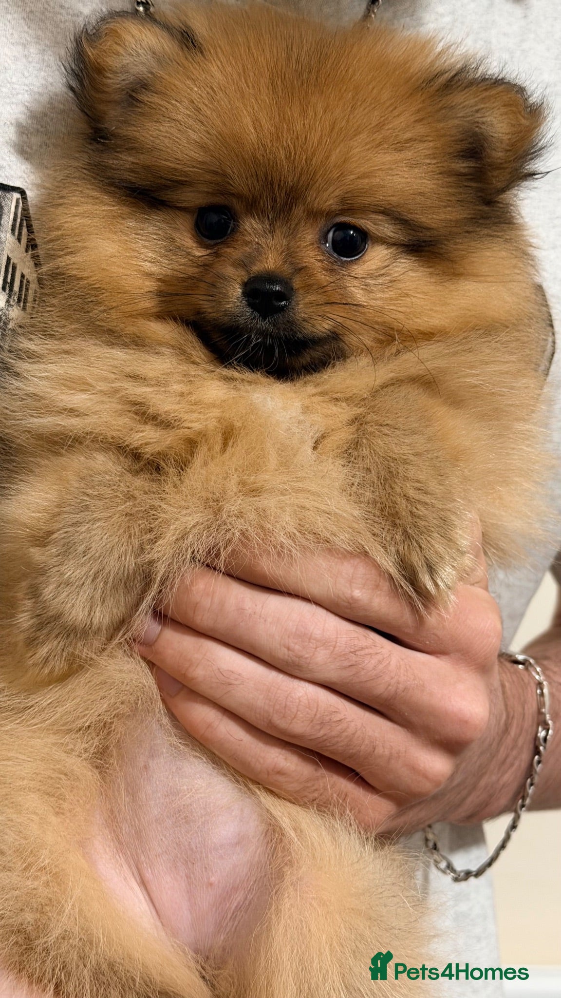 Pomeranian dogs Amazing Pomeranian puppies - Advert 3