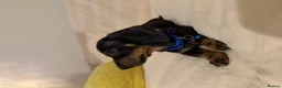 Miniature Dachshund dogs for sale: Adorable Puppies Ready for Loving Homes 🐾 - Advert 9