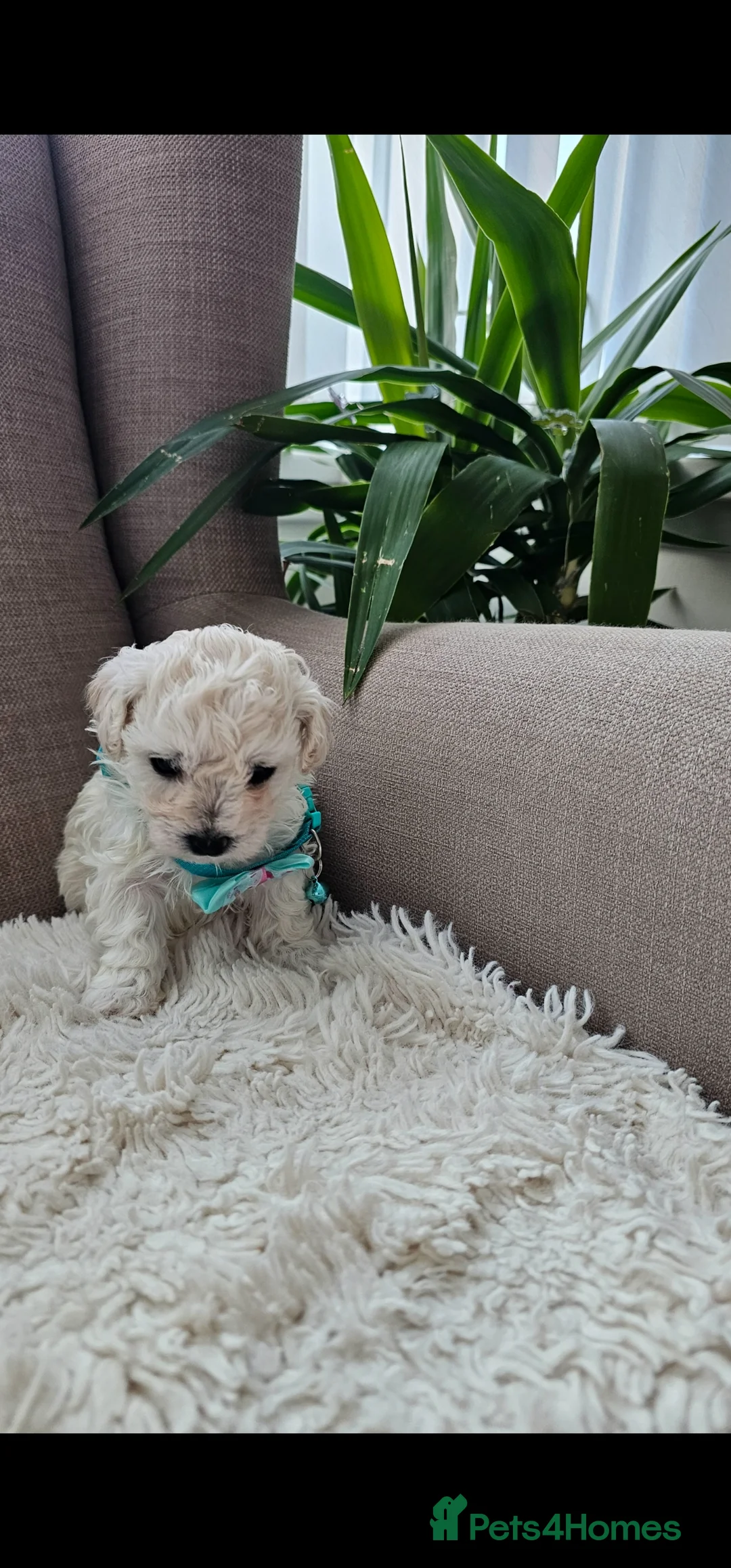 Bichon Frise dogs for sale: ♥️Fluffy Bichon Frise Puppies♥️ - Advert 6