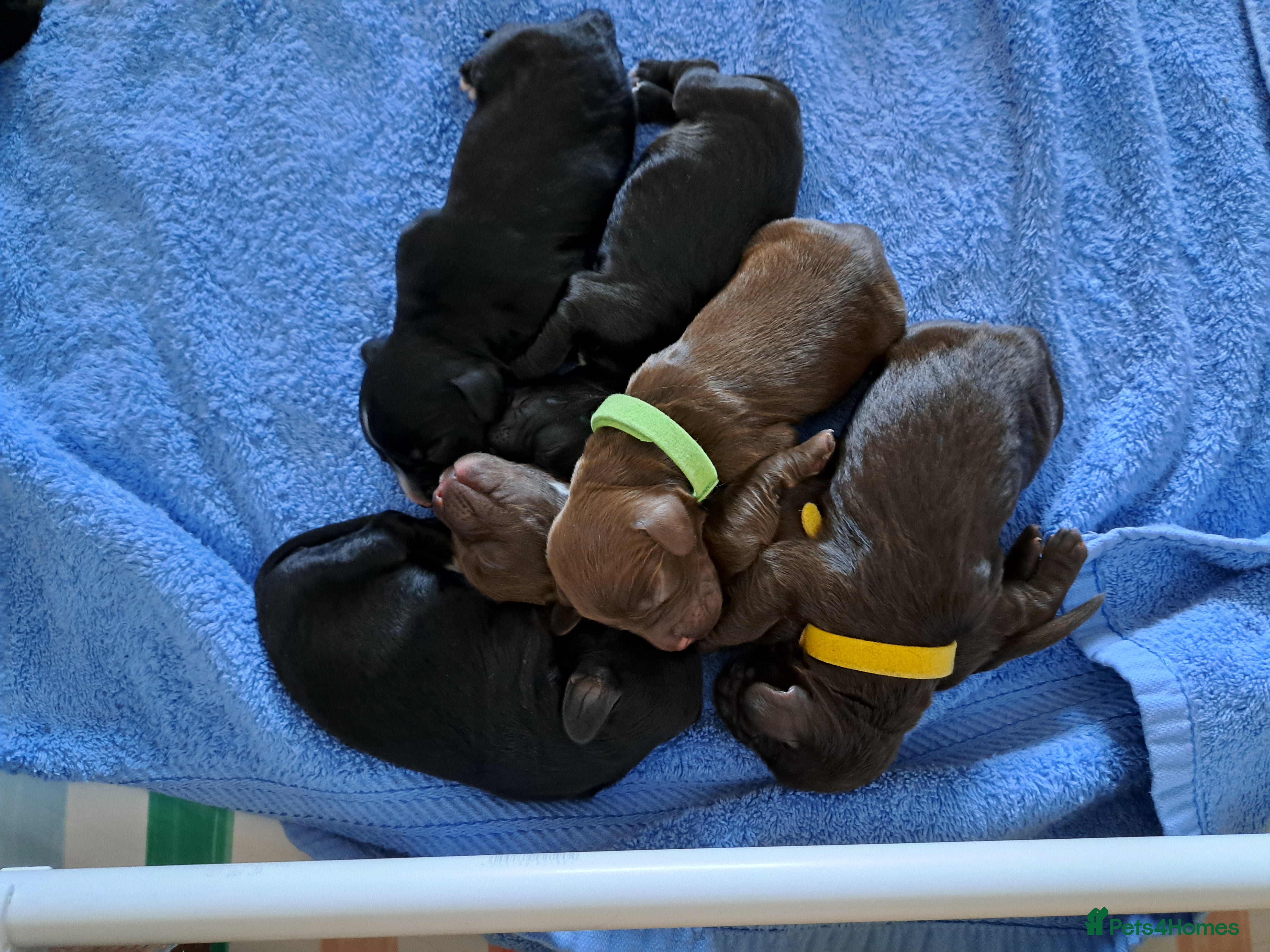 Cocker Spaniel dogs Working cocker spaniel puppies - Advert 1