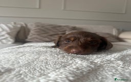 Miniature Dachshund dogs for sale: Exceptional quality long haired mini dachshunds - Image 33
