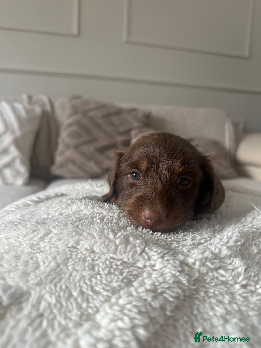 Miniature Dachshund dogs for sale: Exceptional quality long haired mini dachshunds - Image 33