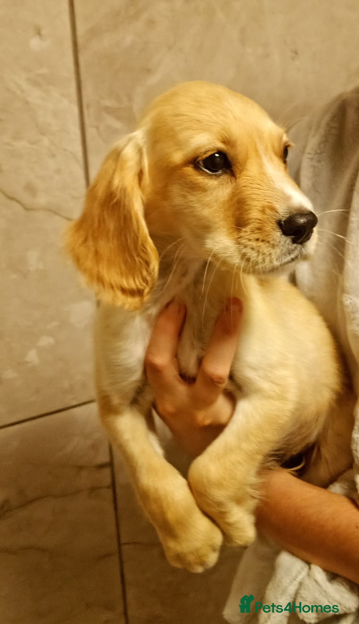 Cocker Spaniel dogs Cocker spaniel puppies 1 boy left  - Advert 4