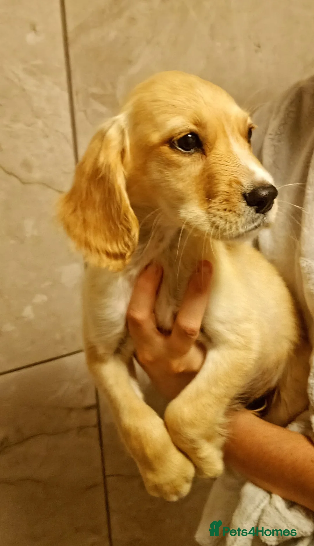 Cocker Spaniel dogs for sale: Cocker spaniel puppies 1 boy left  - Advert 1
