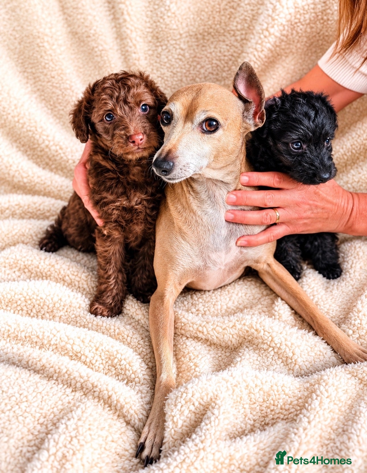 Mixed Breed dogs Italianpoo - Advert 4