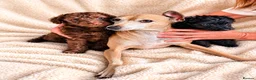 Mixed Breed dogs for sale: Italianpoo in Hartlepool - Advert 1
