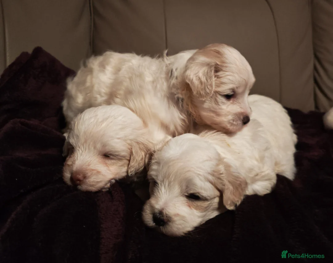 Mixed Breed dogs for sale: Maltipoo x Coton de Tulear Puppies – 5 Males - Advert 10