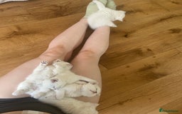 British Longhair cats for sale: 5 Beautiful blue eyed British Shorthair in London - Image 28