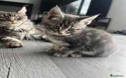 Maine Coon cats for sale: Maine Coon X  - Image 3