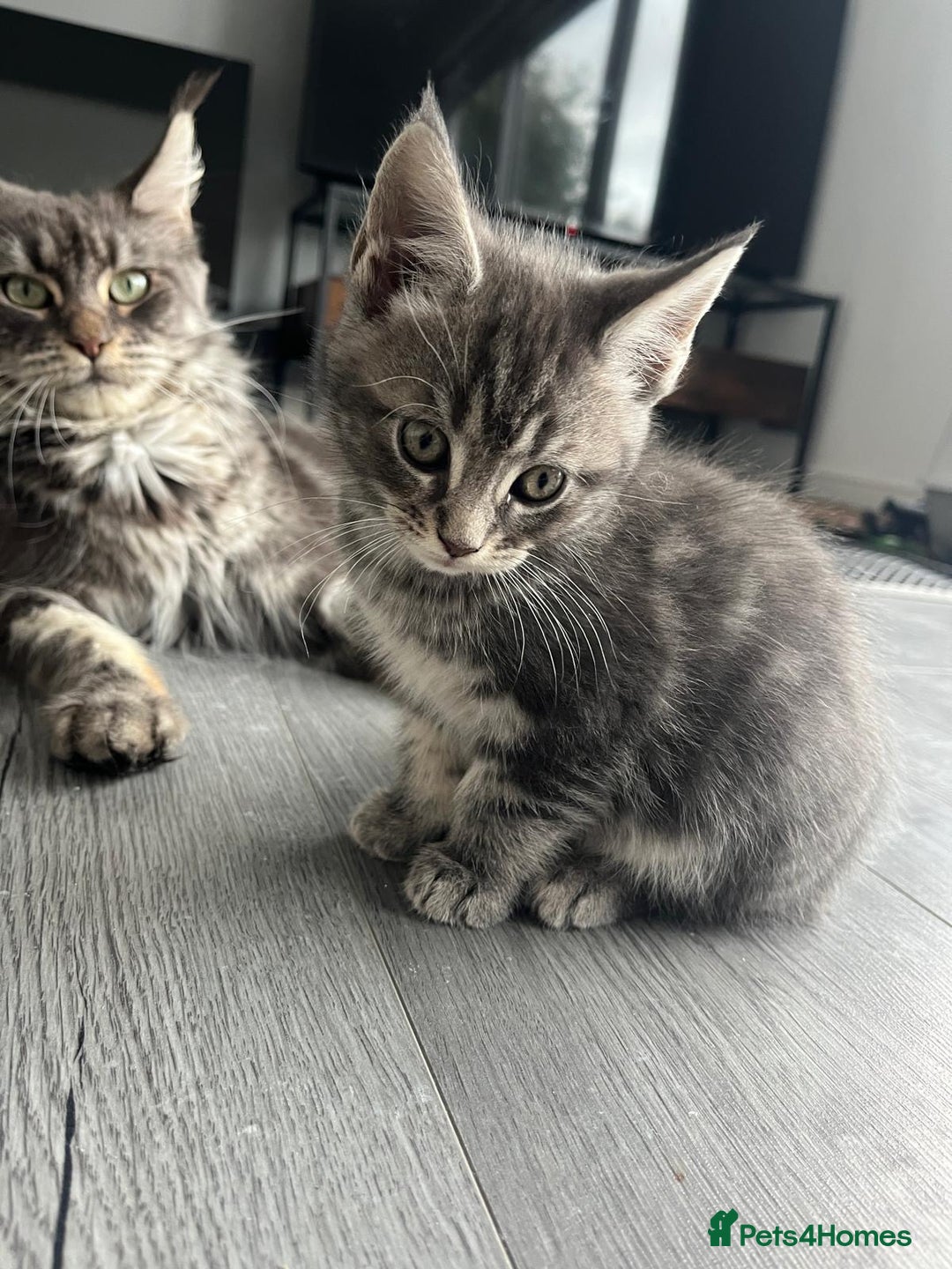 Maine Coon cats for sale: Maine Coon X  - Image 3