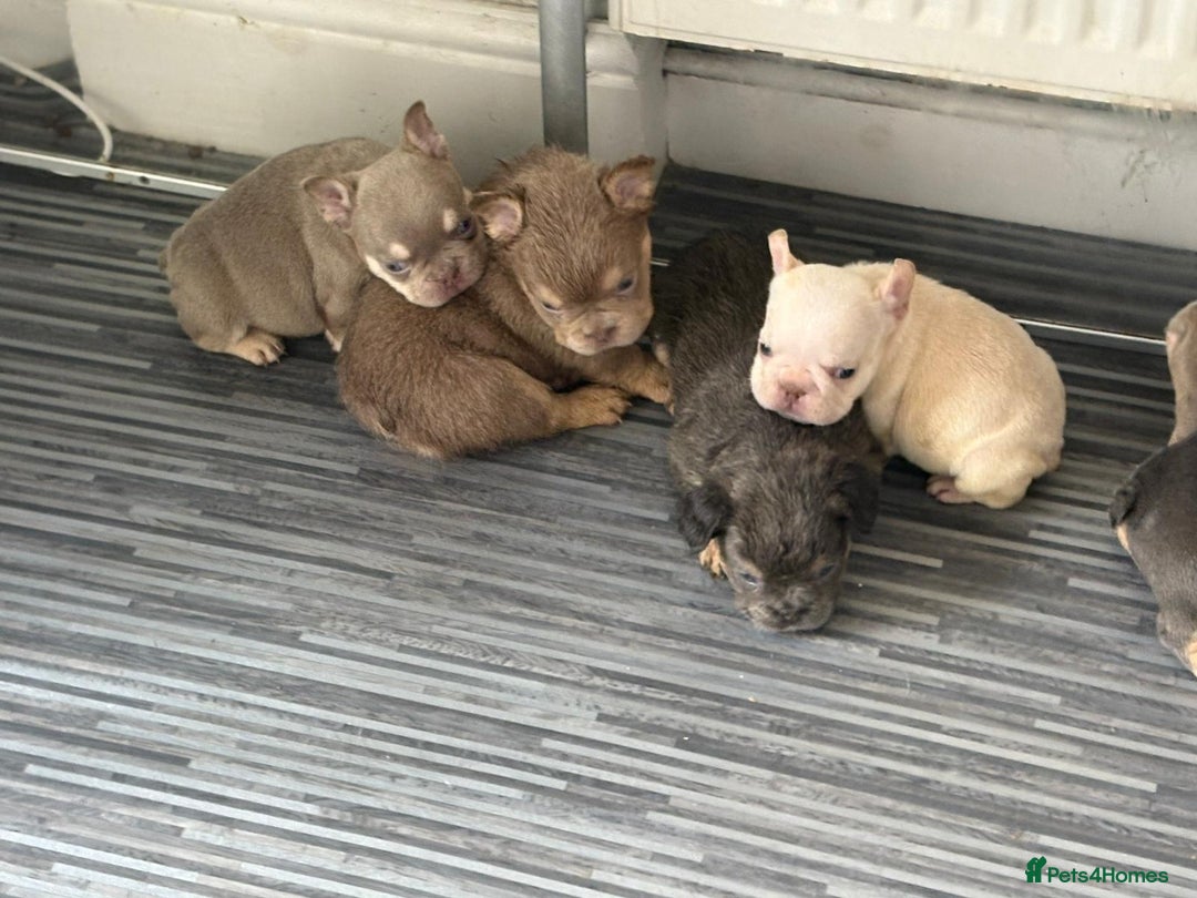 French Bulldog dogs for sale: New shade french bulldogs - Image 21