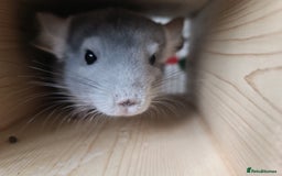Chinchilla rodents for sale: Chinchillas for sale - Image 7