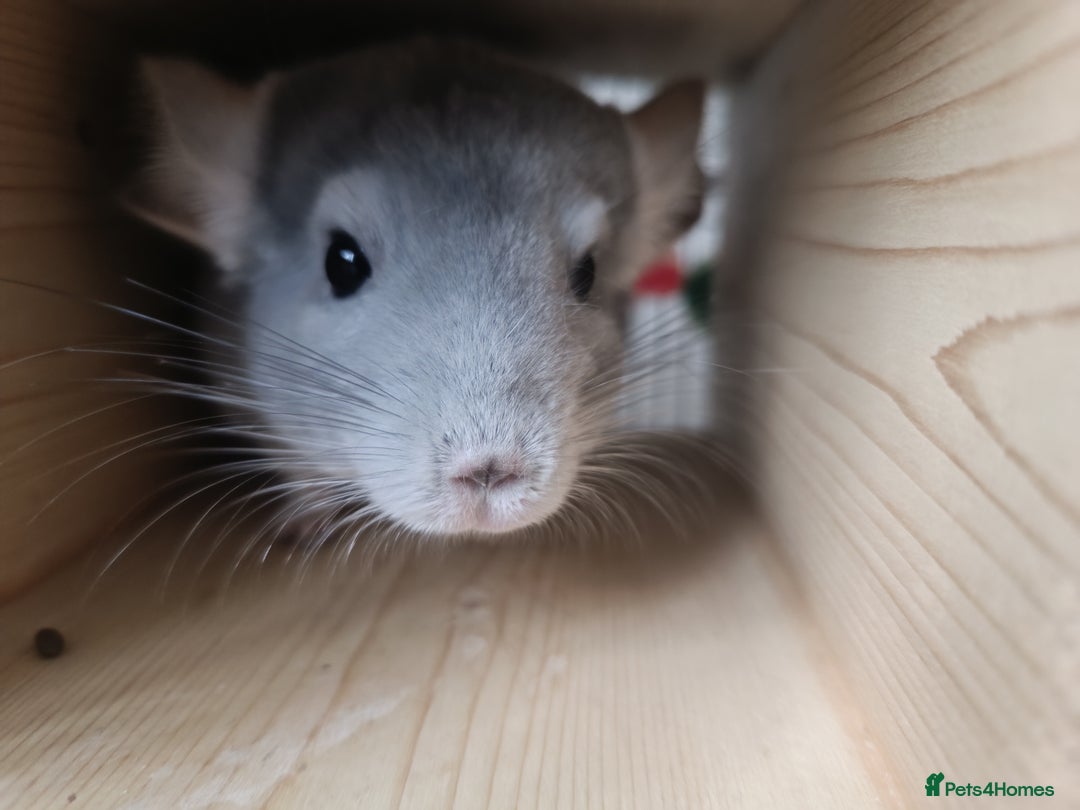 Chinchilla rodents for sale: Chinchillas for sale - Image 7