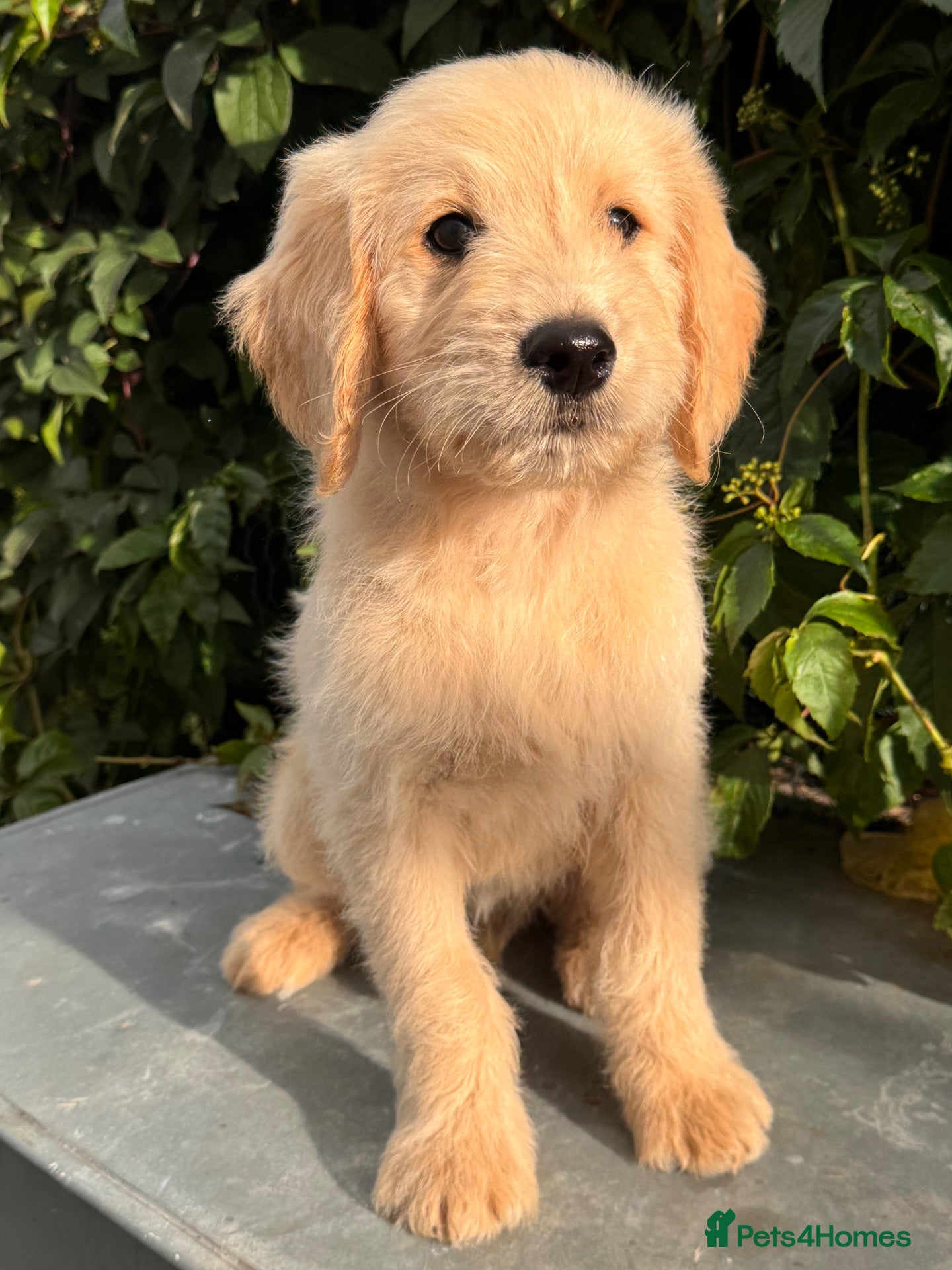 Goldendoodle dogs for sale: READY! Only 2 Gorgeous F1 Goldendoodle Boys  - Advert 1