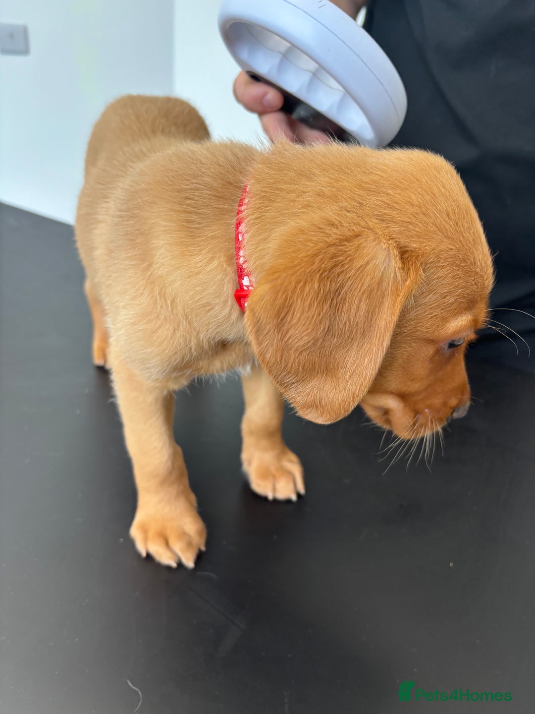 Labrador Retriever dogs for sale: Red fox / yellow KC Registered Labradors - Image 16