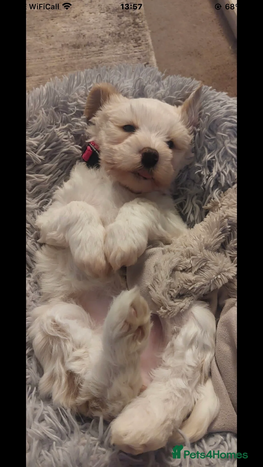 Tibetan Terrier dogs for stud: Araki Fabulous Fergus Extensive Health Tests  - Advert 10