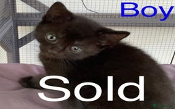 Mixed Breed cats for sale: 3 beautiful black kitten girls  - Image 13