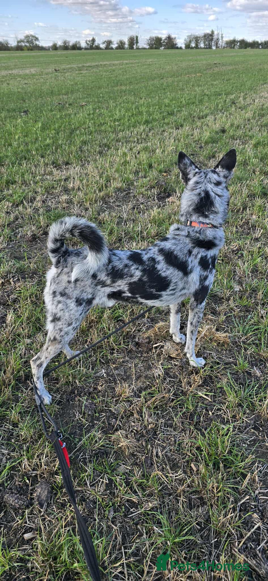 Mixed Breed dogs for adoption: STUNNING SMUDGE - Image 5