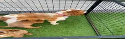 Cavalier King Charles Spaniel dogs for sale: Health tested parents Cavalier King Charles ready  - Advert 5