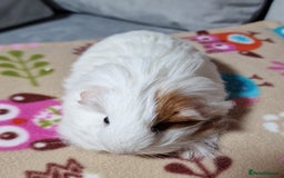 Guinea Pig rodents for sale: Two Stunning Sheltie Sows - Image 12