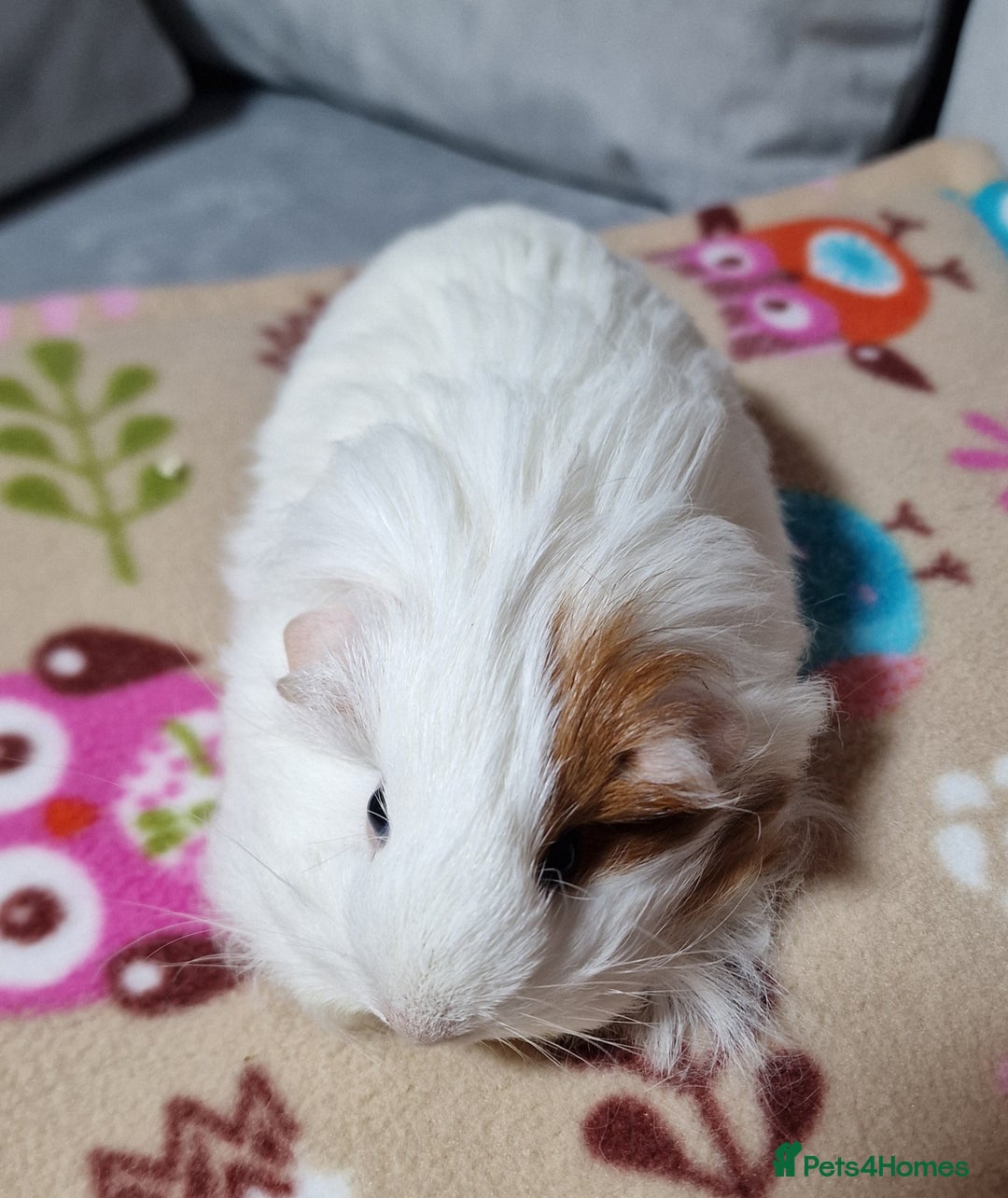Guinea Pig rodents for sale: Two Stunning Sheltie Sows - Image 12