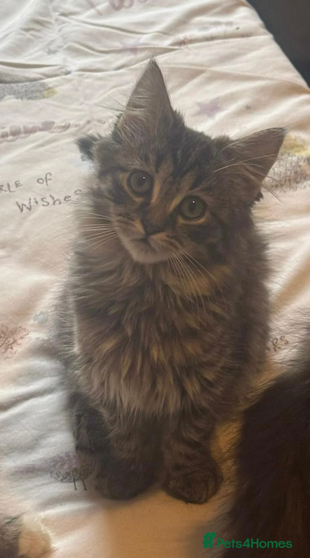 Maine Coon cats for sale: Maine coon kittens  - Advert 7