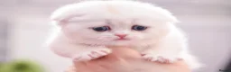 Scottish Fold cats for sale: Scottish fold and straight girls - Advert 34