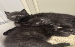 Scottish Fold cats for sale: Scottish Folds for Sale - Image 4