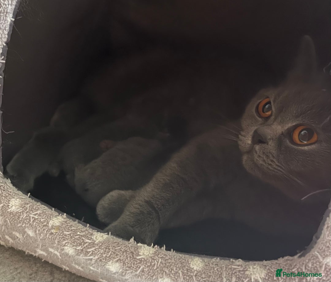 British Shorthair cats for sale: Gentle loving family pets - British Blues  - Image 4