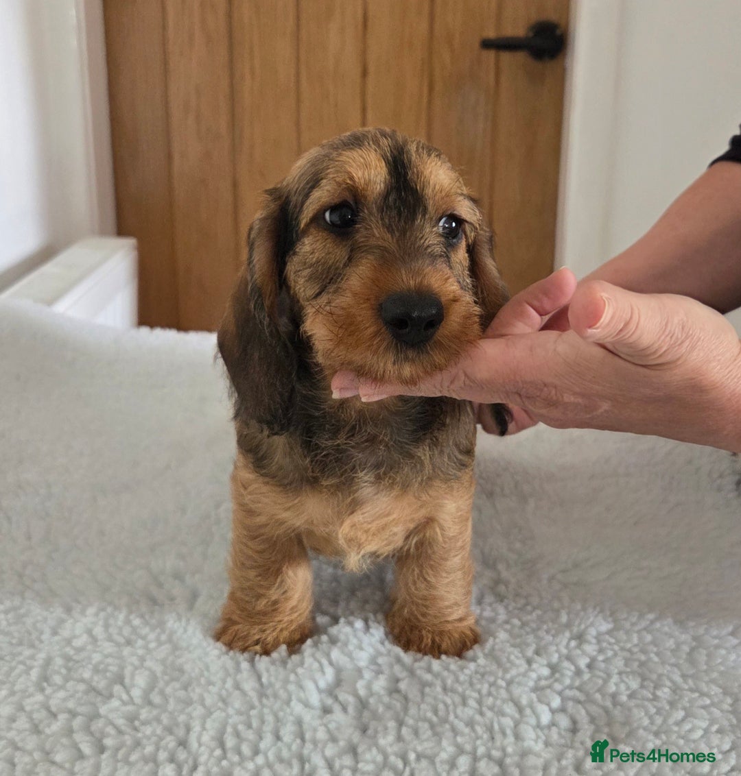 Dachshund dogs for sale: Standard wire haired Daschund  - Image 2