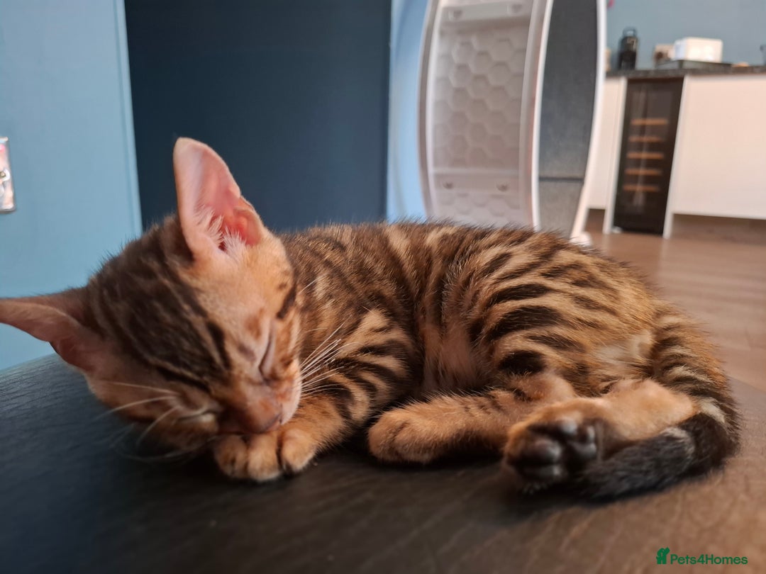 Bengal cats for sale: Stunning pure Bengal Kittens - Image 20