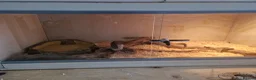 Python Snake reptiles for sale: Royal python 1yr old full setup in Rhyl - Advert 3