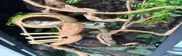 Mixed Breed rodents for sale: Breeding pair of dormice and custom enclosure  - Advert 6