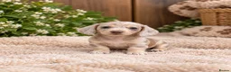 Miniature Dachshund dogs for sale: Happy and healthy miniature dachshund puppies  in Hull - Advert 2
