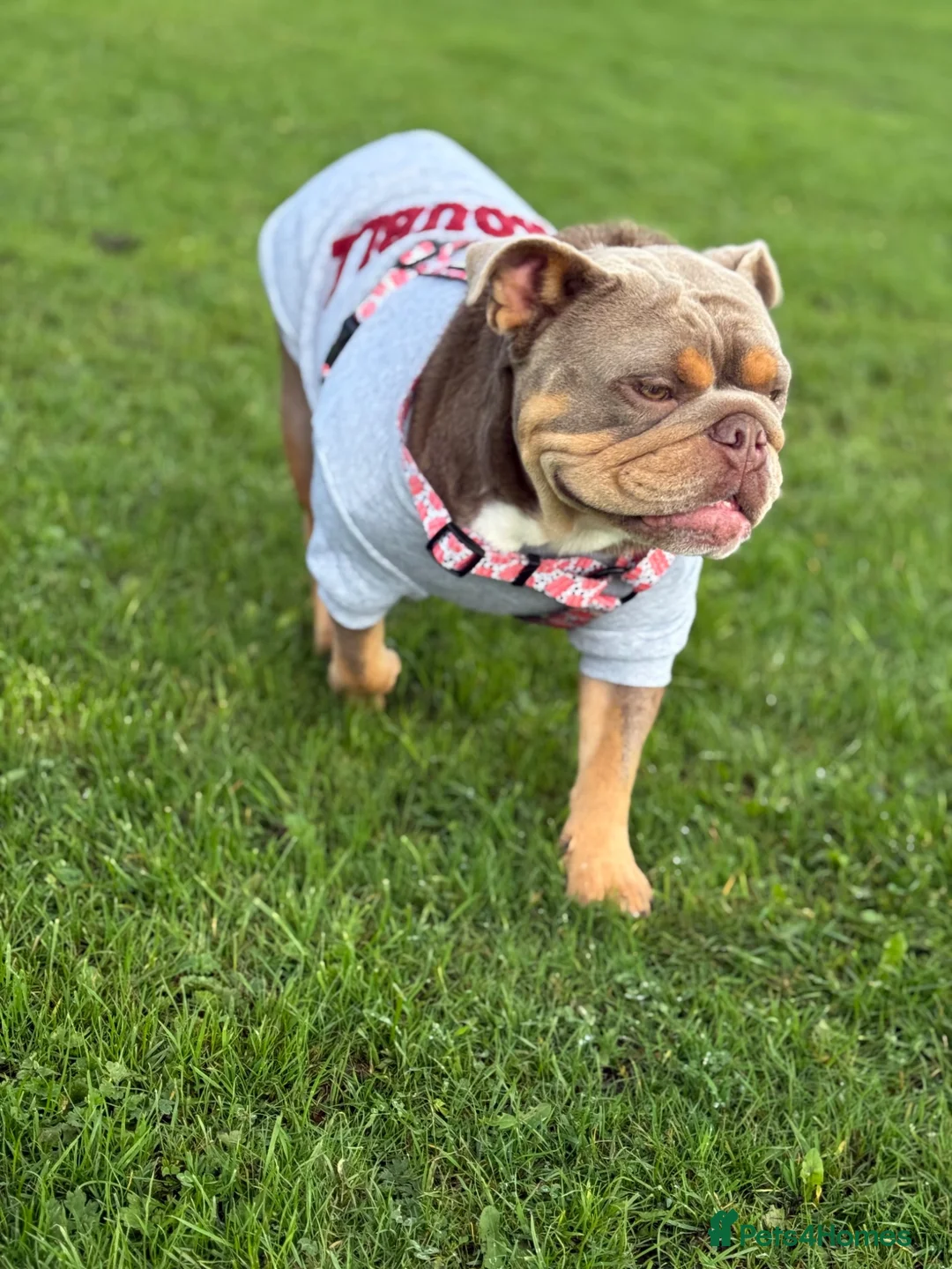 English Bulldog dogs for sale: Bella 3 years old - Advert 2