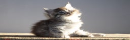 Maine Coon cats for sale: Gorgeous TICA-Registered Maine Coon Kittens! - Advert 5